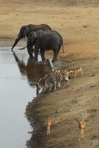 Hanging out at the watering hole