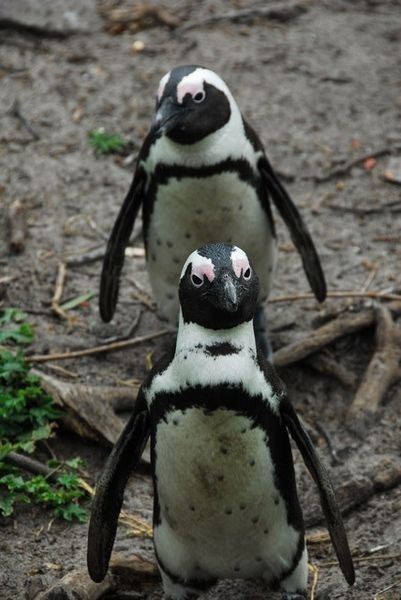 African Penguins at Betty's Bay