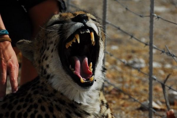 Yawn! Its a hard life at Cheetah Park
