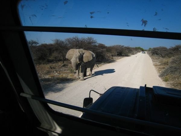 Bull elephan in heat, are we safe in this truck?