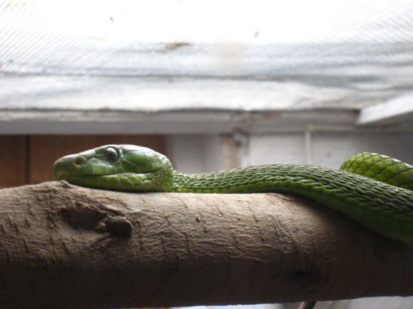 Green Mamba at the snake park.