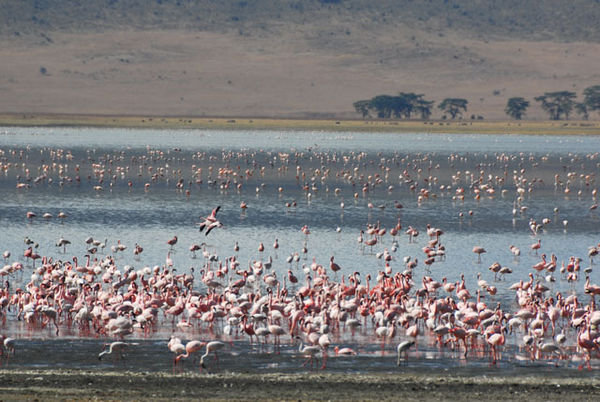 Flamingos at the lake in the Ngorongoro Crater.