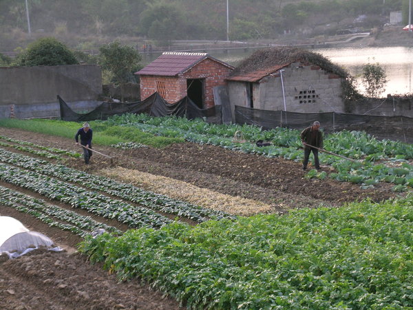 Hardworking farmers
