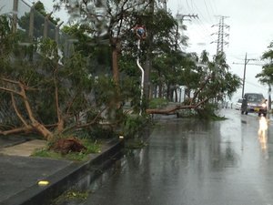 Trees downed by TC Neoguri
