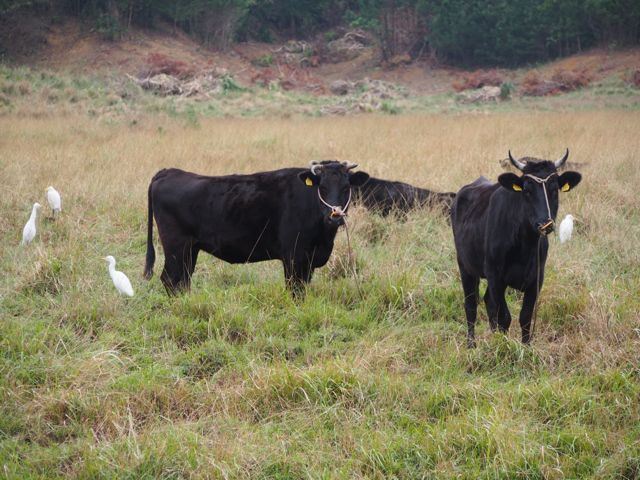 Iriomote Cattle