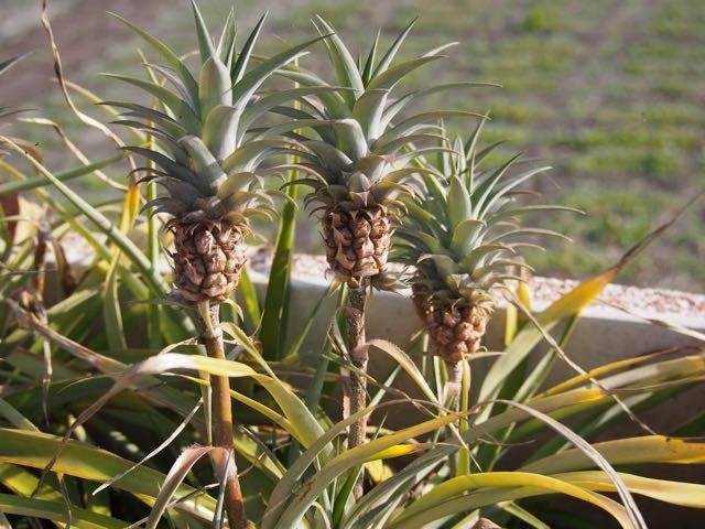 Tiny Pineapples