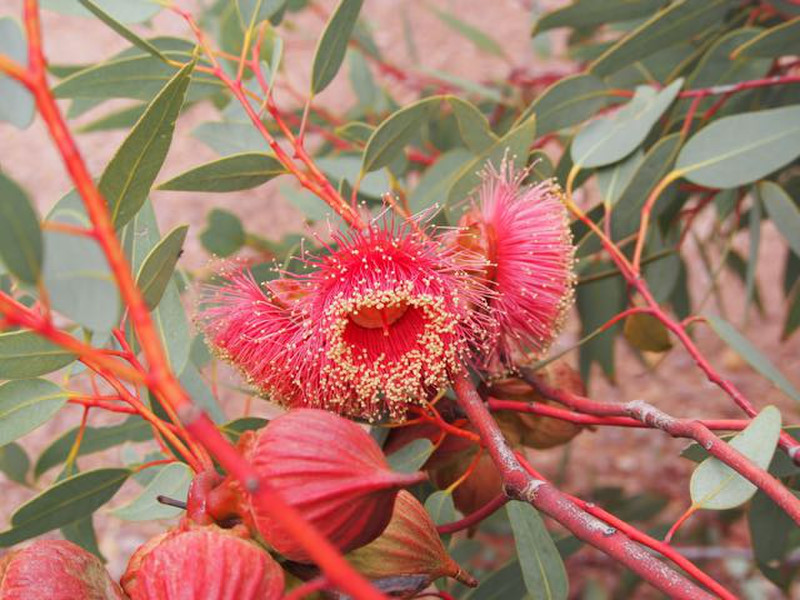 Eucalyptus Youngiana (Ooldea Mallee)