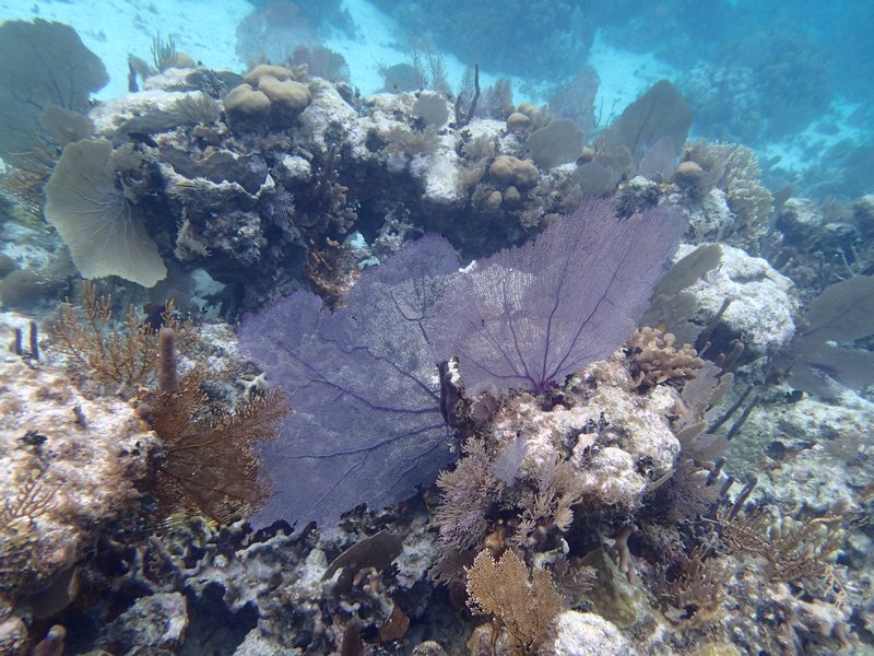 Pretty purple fan coral.
