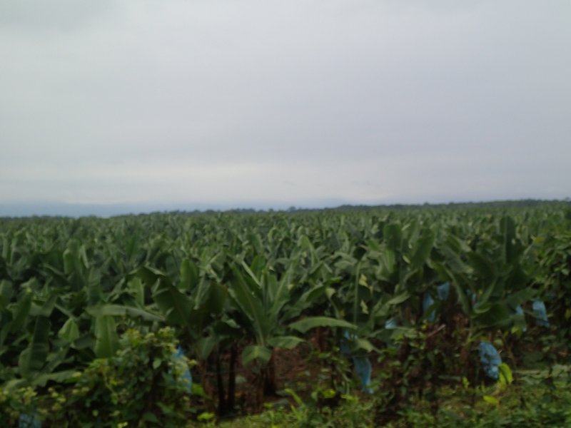 On the road to Copan - Banana trees as far as you can see! 