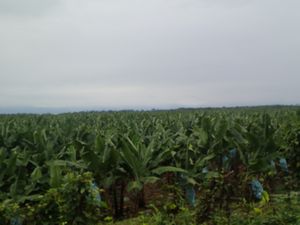 On the road to Copan - Banana trees as far as you can see! 