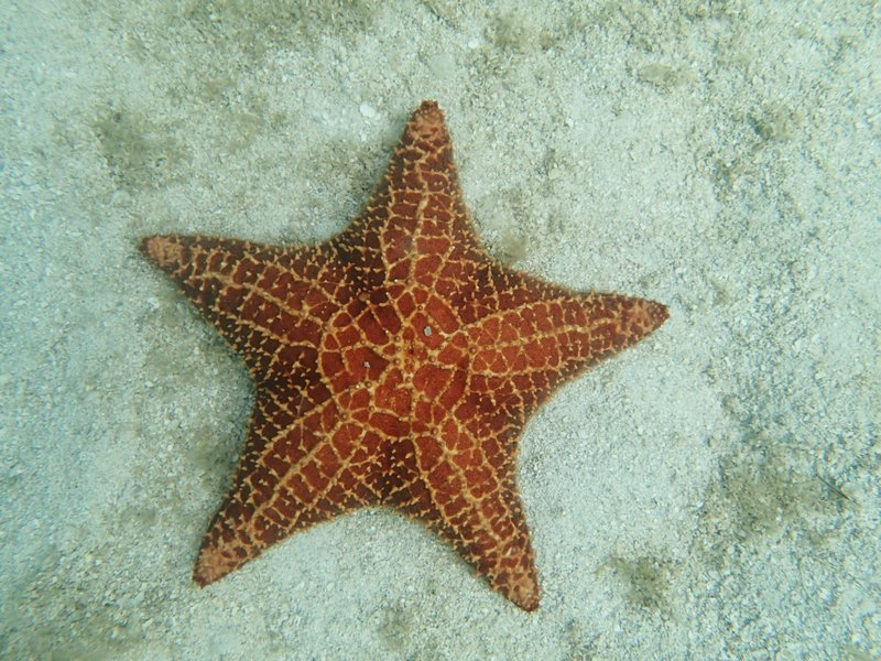 Starfish 8