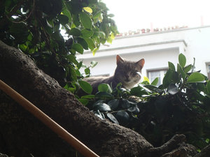 Random cat in a tree.