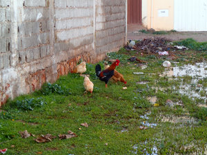 My nemesis the "Rooster!"  He wakes before the dawn!!! 
