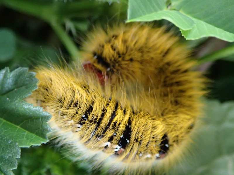 Random caterpillar I found outside the dar chebab. 
