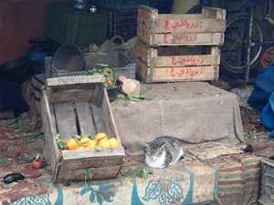 This one is for our dear Aunt Pat... Cozzy kitty in the market in El Hajeb.