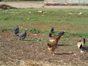 Jessica's chickens! And guinea fowl or something...