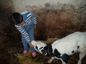 Ali playing with the calf.