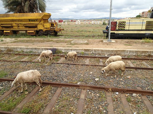 Don't worry about the trains or anything... graze away!
