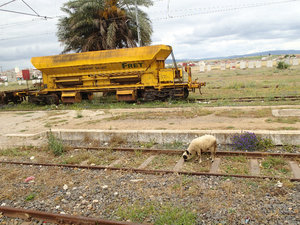 Why did sheep cross the tracks?  LOL!