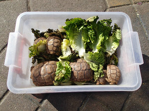 Yes, these are alive... but the lettuce is a little ironic.  I think they look happy... LOL!