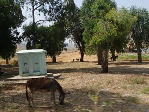 A roadside watering station... complete with donkeys.