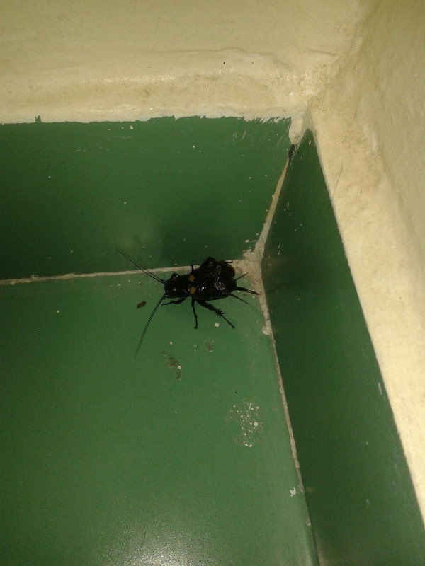 We discovered a new summer critter... the Moroccan cricket!  It's HUGE and super loud!!!