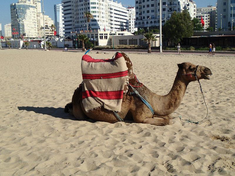 Kind of cool juxtaposition with the camel on the sand and the modern buildings.