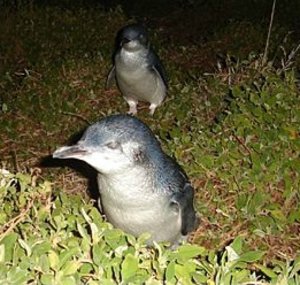 Penguins at Bicheno