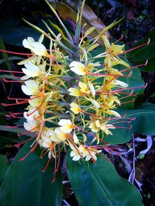 Kauai Flowers