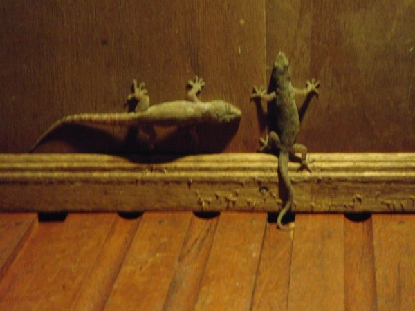 Lizards in the dorm