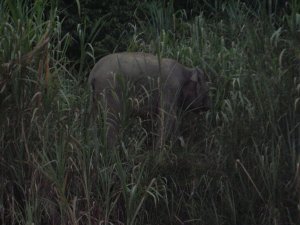 Borneon pygmy elephant