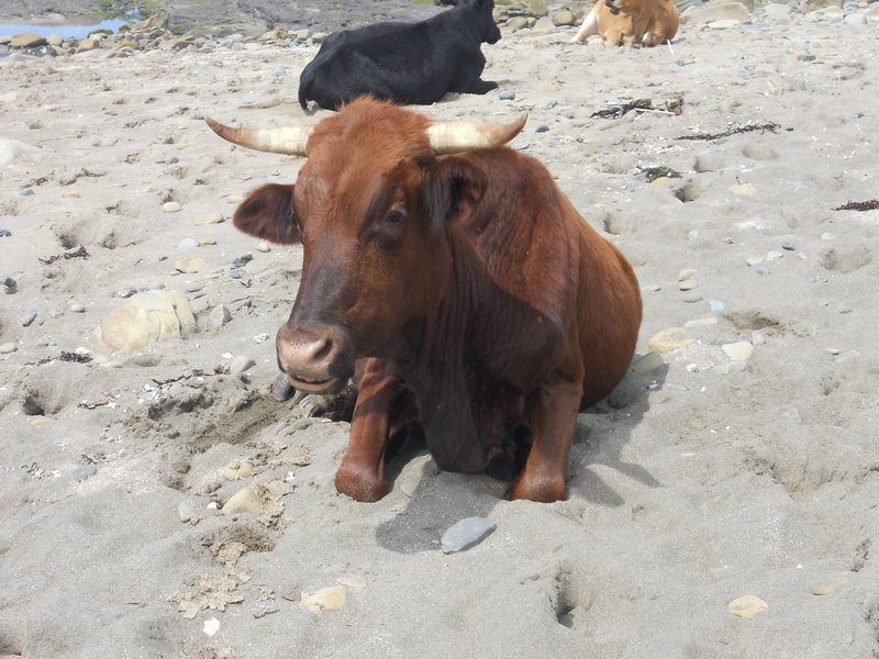 cow on the beach