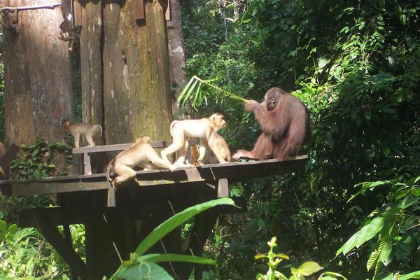 macaques & orang utan