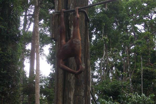 orang utan 3