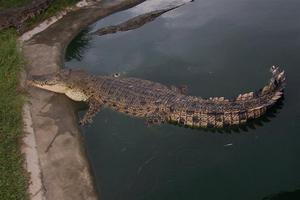 big croc