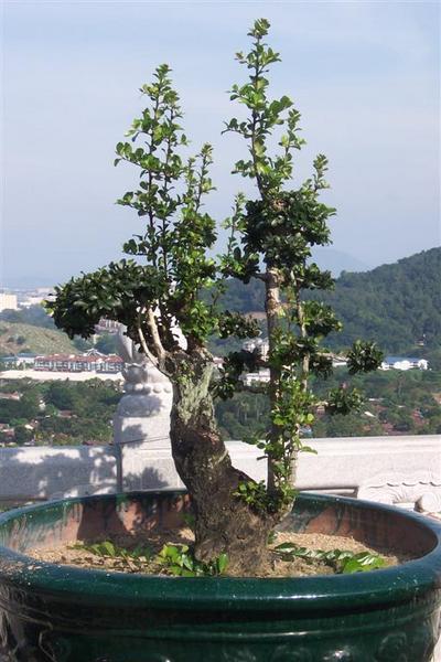 bonsai 3