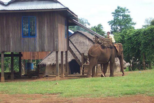 elephant at home