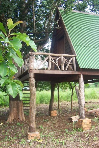 jungle lodge treehouse