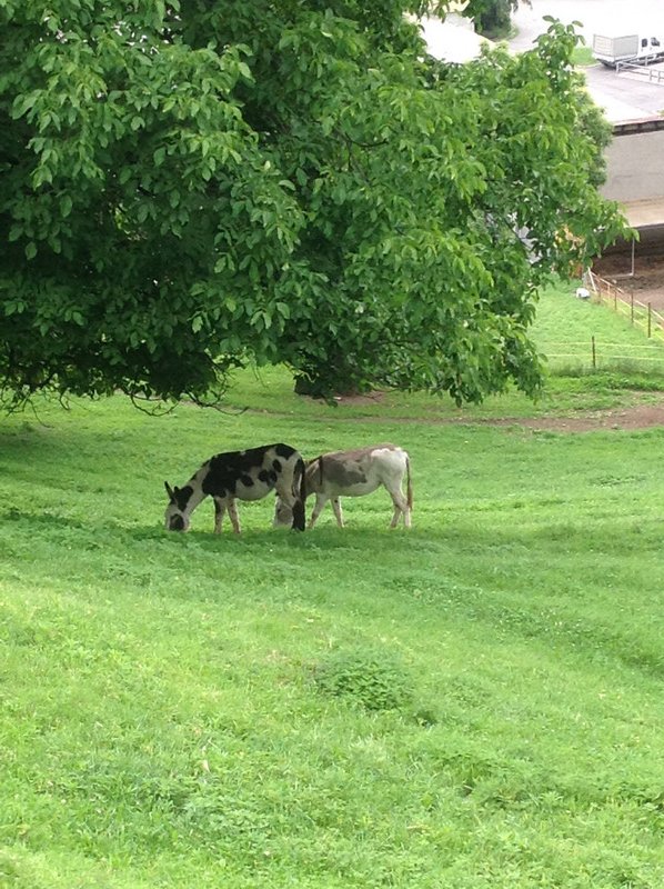 Donkeys in the pasture