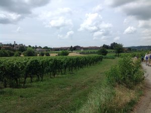 Walk through the Berlucchi vineyards 