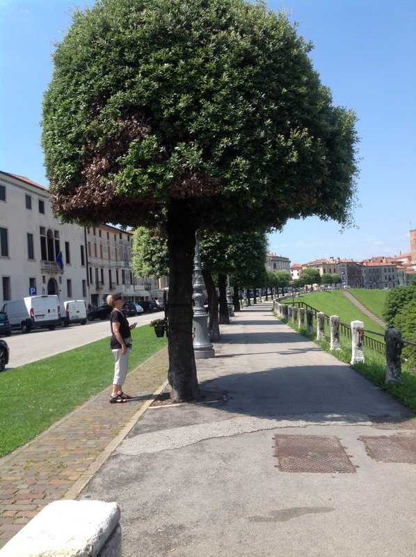 Row of trees commemorating heroes in Bassano