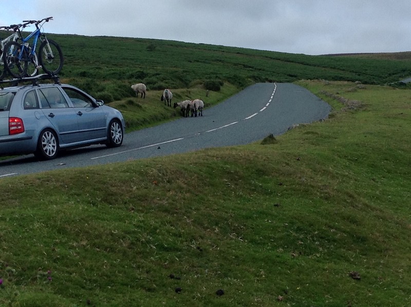 Sheep crossing on Dartmoor