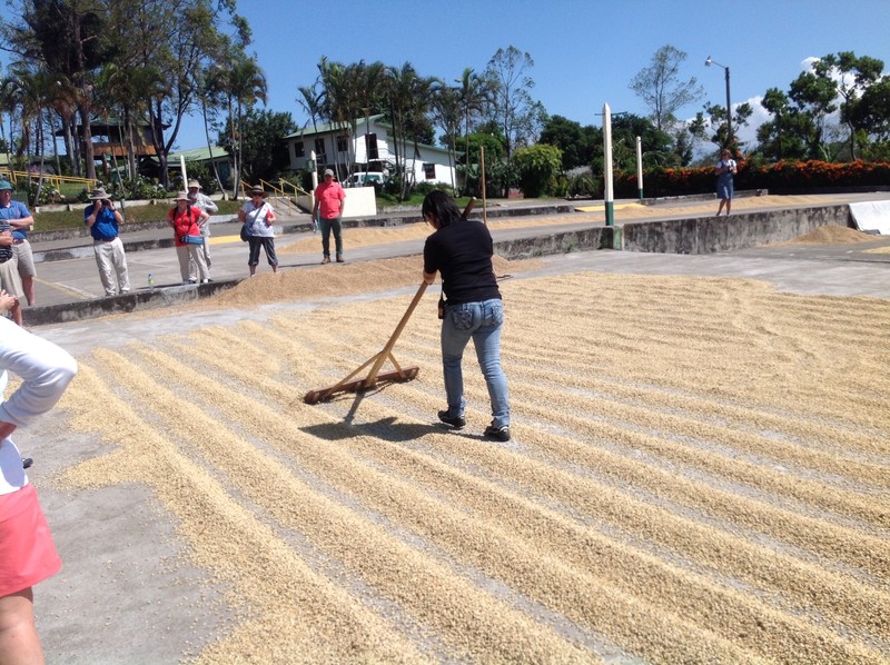 A worker at Doka rakes the beans for drying