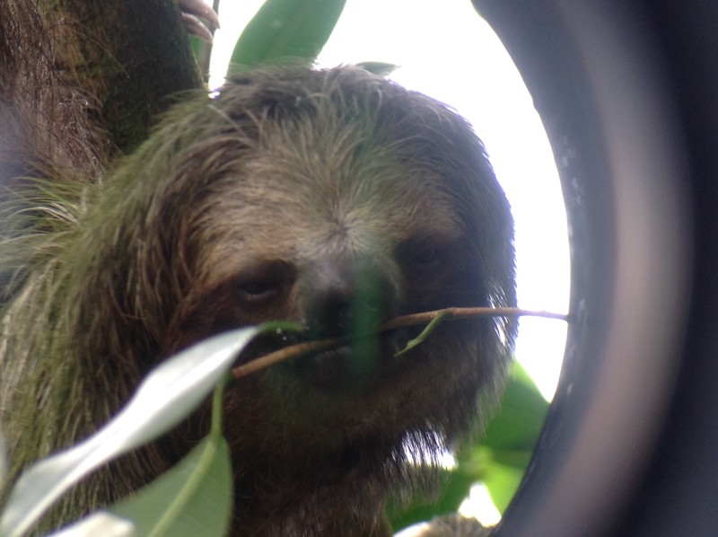 Mama sloth