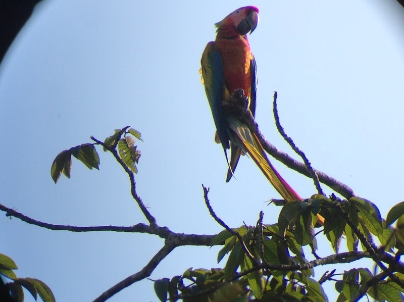 Hybrid Green/scarlet macaw 