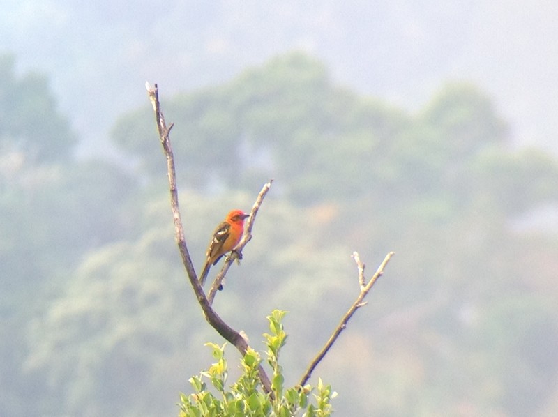 Flame-colored tanager a common sight