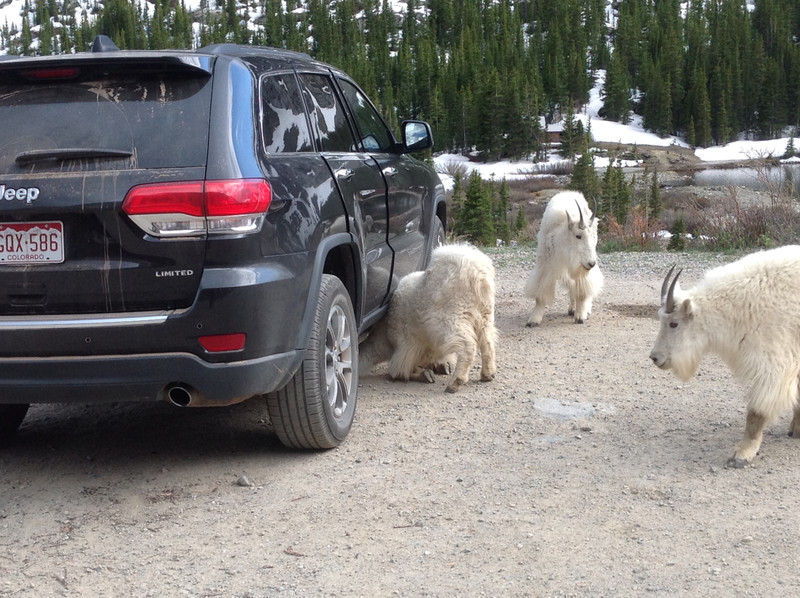 Mountain goats licking our Jeep