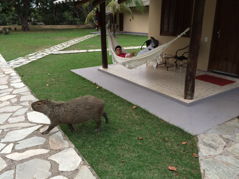 Want to join me in the hammock, Ms. Capybara?