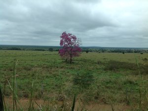 Tabebuia tree in bloom on the Pantanal