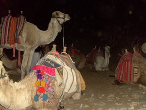 Picking our way through the camels